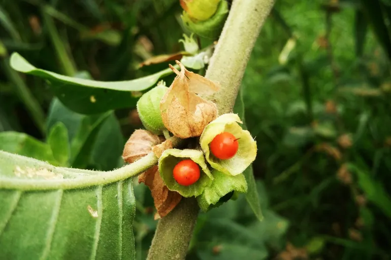 أشواغاندا — سلاحك السري ضد ضغوط الحياة 🌿